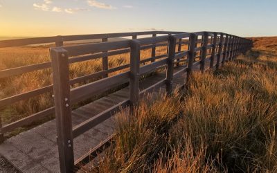 The Equestrian Bridge of Choice